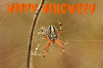 обоя праздничные, хэллоуин, паутина, паук, надпись