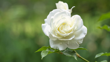 Картинка цветы розы белая роза макро капли