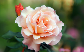 Картинка цветы розы нежная роза макро