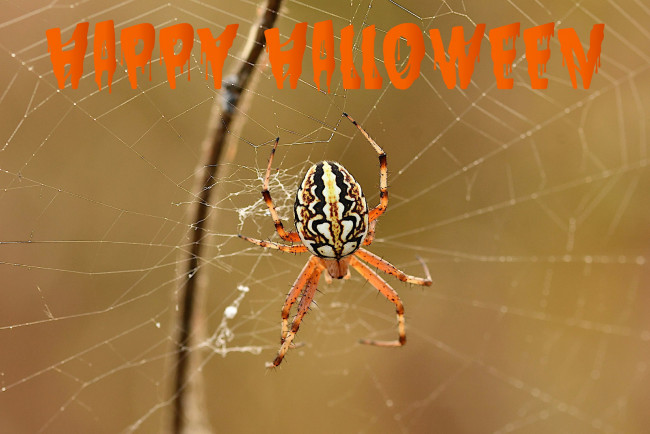 Обои картинки фото праздничные, хэллоуин, паутина, паук, надпись