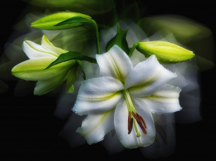 Картинка цветы лилии +лилейники белая лилия капли