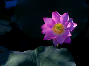 Картинка цветы лотосы лиловый лотос макро
