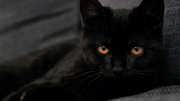 Картинка черный+кот животные коты кот животное фауна взгляд фон