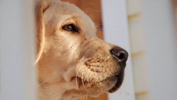 Картинка лабрадор животные собаки собака морда нос глаза фауна
