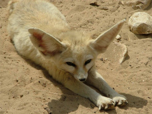 Картинка ушастик животные лисы