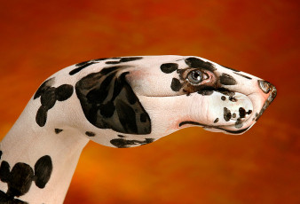 Картинка hand painting by guido daniel разное руки далматинец собака