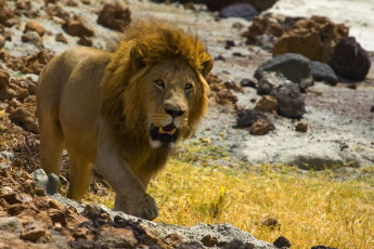 Картинка животные львы трава камни царь зверей