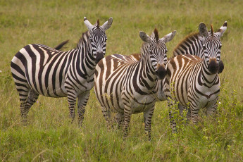 Картинка животные зебры полосатые