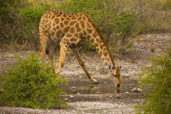 Картинка животные жирафы кусты лужа