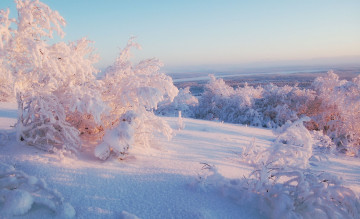 Картинка природа зима кусты пейзаж снег