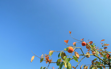 Картинка природа плоды листья небо