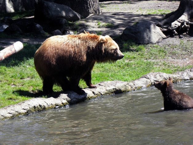Обои картинки фото животные, медведи, вода, камни
