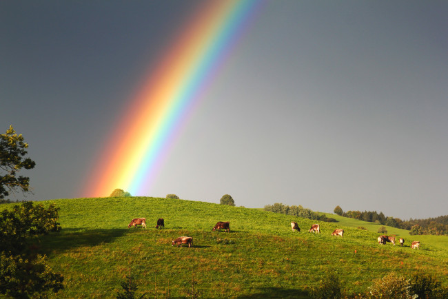 Обои картинки фото природа, радуга, коровы, луг, пейзаж