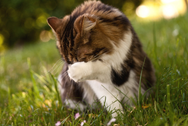 Обои картинки фото животные, коты, трава, смущение