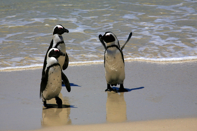 Обои картинки фото животные, пингвины, трио, пингвинов