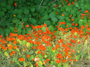 Картинка цветы настурции зеленый оранжевый