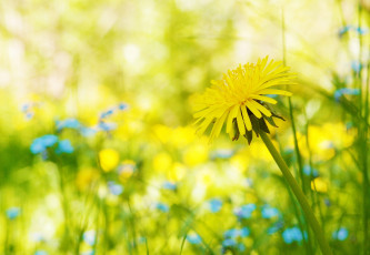 Картинка цветы одуванчики желтый солнечный лето