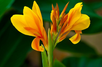 Картинка цветы канна оранжевый