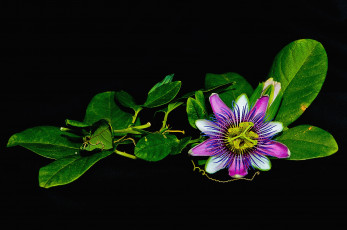 Картинка цветы пассифлора экзотика пестрый