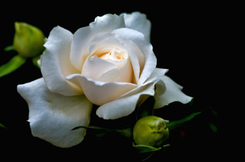 Картинка цветы розы лепестки макро белый