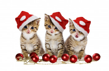 Картинка животные коты клтята колпаки шарики