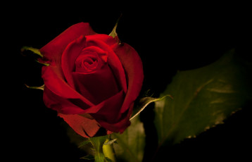 Картинка цветы розы фон роза