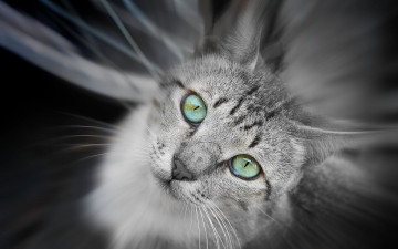 Картинка животные коты зелёные глаза