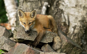 Картинка животные лисы лето лиса природа