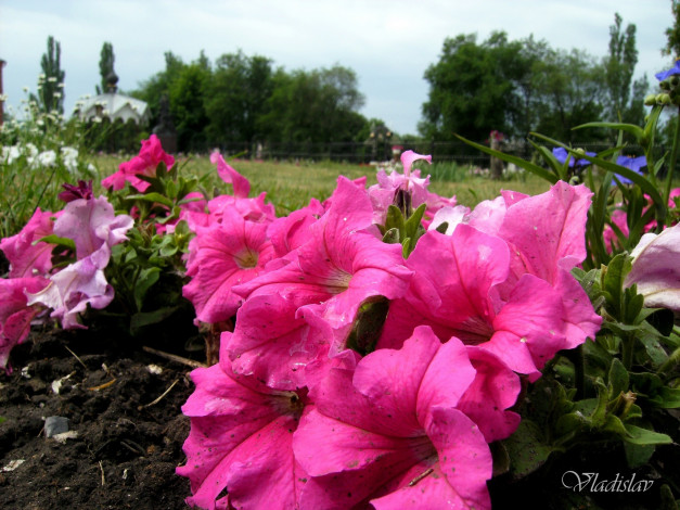 Обои картинки фото цветы, петунии, калибрахоа, розовый