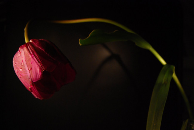 Обои картинки фото цветы, тюльпаны, фон, тюльпан