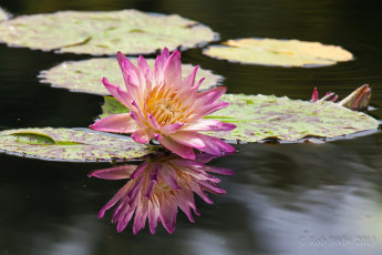Картинка цветы лилии водяные нимфеи кувшинки вода розовый