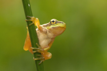 Картинка животные лягушки жабка