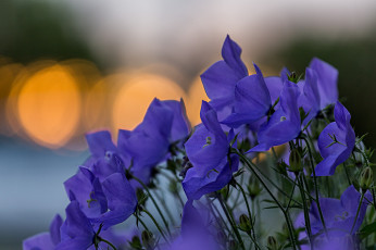 Картинка цветы колокольчики размытость макро фокус блики лепестки синие