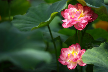 Картинка цветы лотосы пара