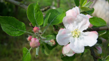 Картинка цветы цветущие деревья кустарники яблоня росса