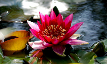 Картинка цветы лилии водяные нимфеи кувшинки вода лепестки
