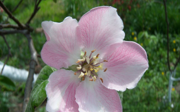 Картинка цветы айва цветок розовый