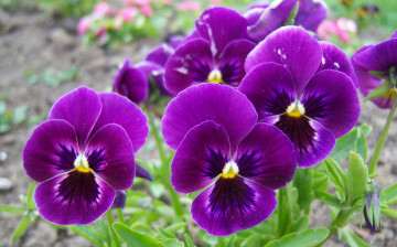 Картинка цветы анютины глазки садовые фиалки фиолетовые