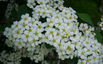 Картинка цветы цветущие деревья кустарники много белые мелкие
