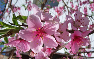 обоя цветы, цветущие, деревья, кустарники, розовые, персик