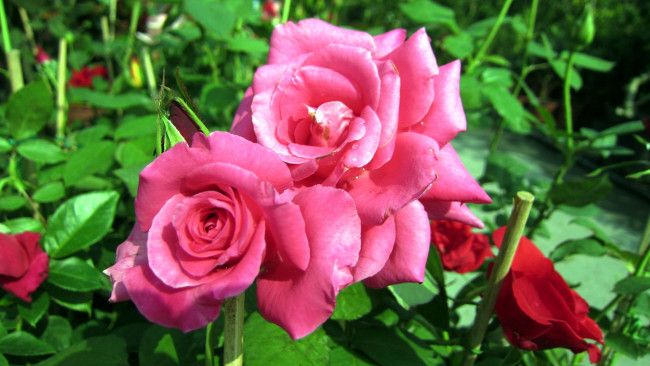 Обои картинки фото цветы, розы, куст, лепестки, розовый