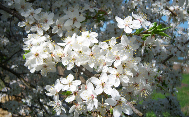 Обои картинки фото цветы, цветущие, деревья, кустарники, белые, алыча