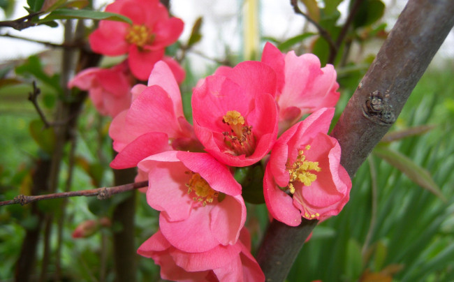 Обои картинки фото цветы, айва, розовые