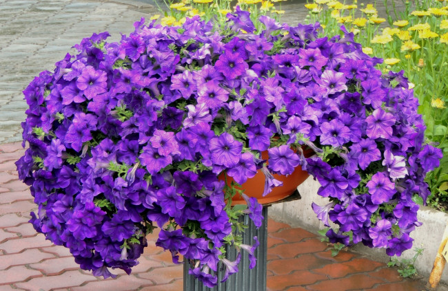 Обои картинки фото цветы, петунии, калибрахоа, фиолетовый