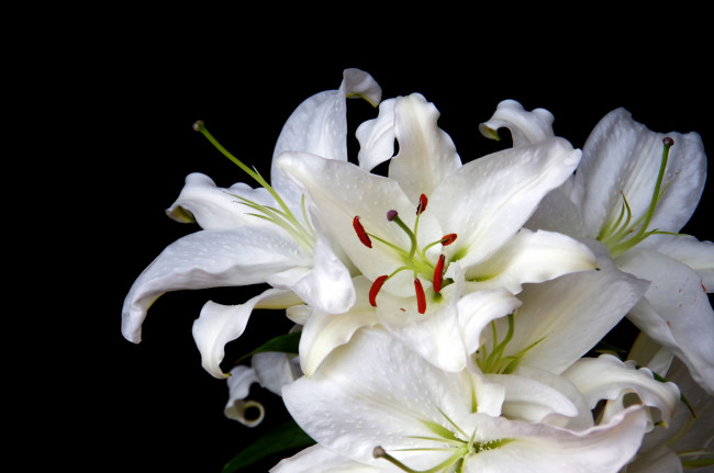 Обои картинки фото цветы, лилии, лилейники, белый
