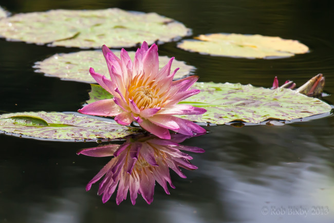 Обои картинки фото цветы, лилии, водяные, нимфеи, кувшинки, вода, розовый