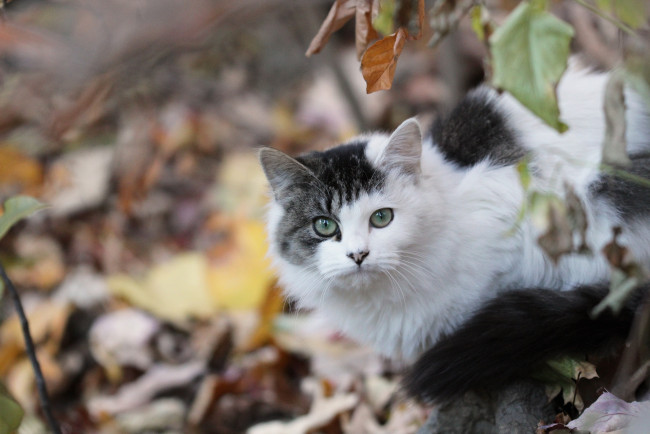 Обои картинки фото животные, коты, осень, листья, кошка