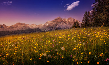 Картинка природа луга цветы трава равнина горы