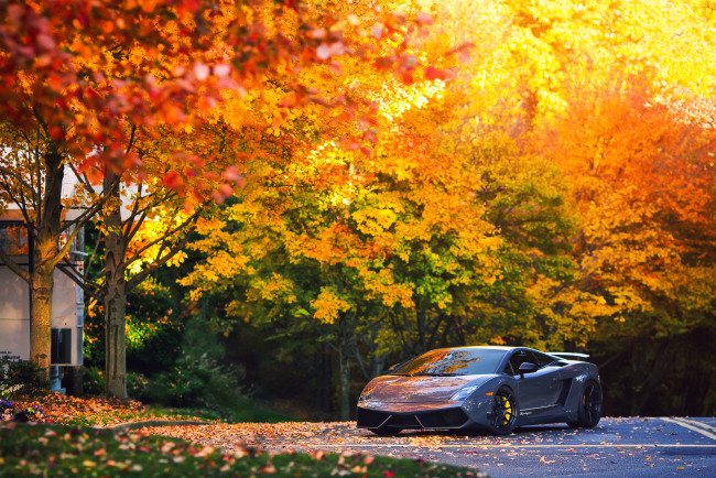 Обои картинки фото автомобили, lamborghini, lp570-4, superleggera, gallardo, осень, деревья