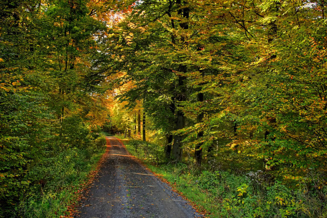 Обои картинки фото природа, дороги, осень, лес, листва, дорожка